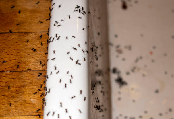 Professional Pest Control in Midland, TX