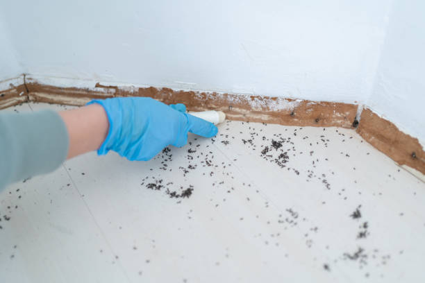 Professional Pest Control in Midland, TX